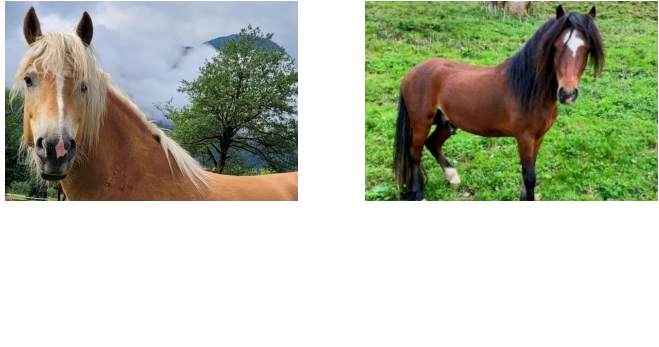 Vaya Born: 25.04.2016 Our storm... Vaya has been part of the Knallerhof teams since 2021. She needs a strong rider who gives her security but is not to hard to her.   Smoky